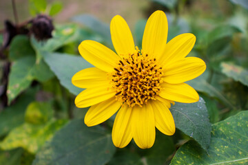 Obraz premium Heliopsis helianthoides. Yellow skyflower (mini sunflower) that blooms toward the sky, not the sun.