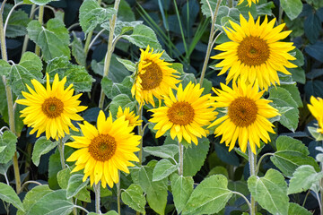 Blume, Sonnenblume, Feld, Sonnenblumenfeld, Blüte, Blütezeit, Sommer, Kern, Kerne, Samen,...