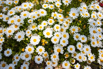 White marguerite (daisy) flowers in the garden.