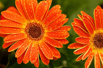 Ferberas with droplets.