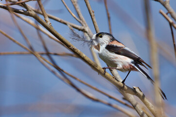Obraz premium 巣作りに励む野鳥エナガ