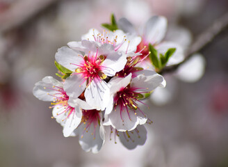 unas flores de un almendro en primavera