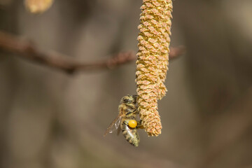 Biene beim Pollensammeln an einer männlichen Haselnussblüte