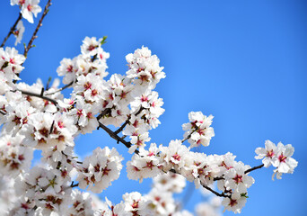 unas flores de un almendro en primavera