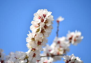 unas flores de un almendro en primavera
