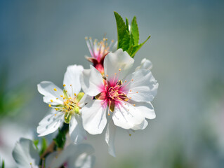 unas flores de un almendro en primavera