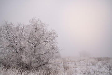 A tree in a snowy field in a winter fog. Winter background. The concept of nature