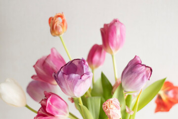 A bouquet of pink and white tulips stands upright on a light background. Growing tulips at home, pests and plant nutrition