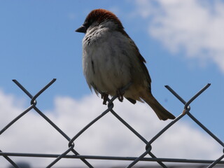 bird on the trellis