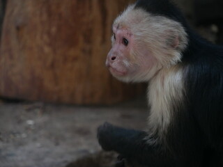 young and sad monkey