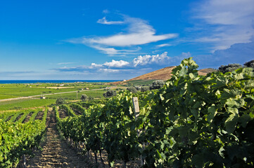 Fototapeta na wymiar Vineyards near Cirò Marina, Calabria, Italy, Europe