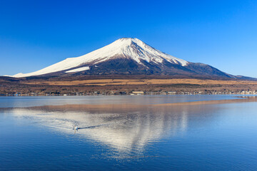 Mt. Fuji and a swan seen from Lake Yamanaka in the early winter morning