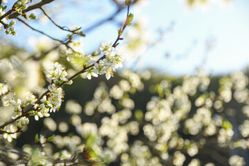 Fruit trees bloom in spring against a background of blue sky and other flowering trees. Close-up