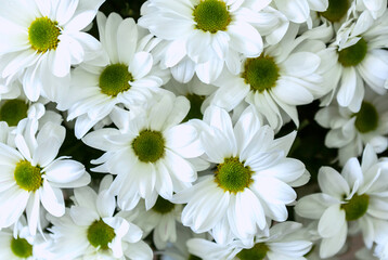 Fototapeta na wymiar White chrysanthemum flowers, bunch of cut natural flowers, close-up