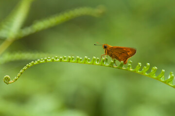 Types of Butterflies in Nature