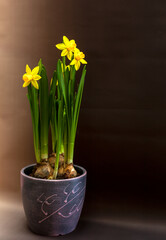 Daffodils in a purple flower pot on a dark background. High quality photo. Vertical photo