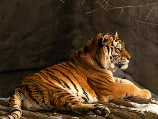 Fototapeta na wymiar The Amur tiger is resting after a hunt.