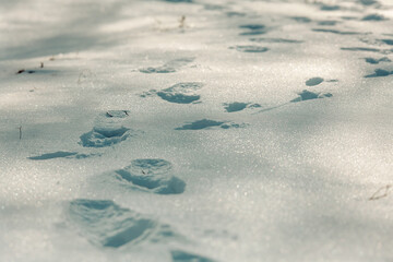 Foot prints in snow pack.