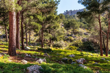 Spring Hills of Sicily at the Coast near Palermo