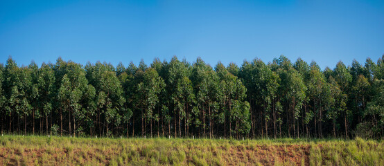 Fototapeta na wymiar panoramic image of eucalyptus plantation