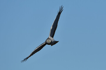 Male Northern Harrier Hawk in flight
