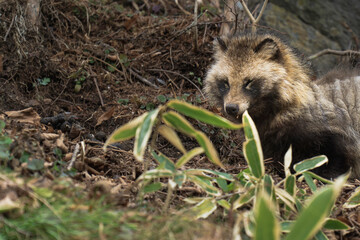 Wild Racoon dog spotted near Nikko, Japan