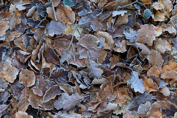 Laub auf dem Waldboden mit Raureif im Winter