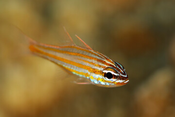 Orange-lined Cardinalfish (Apogon cyanosoma). Raja Ampat, West Papua, Indonesia