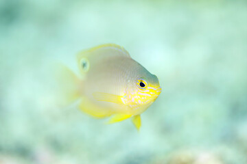 Princess Damsel (Pomacentrus vaiuli), aka Ocellate Damsel. Triton Bay, West Papua, Indonesia