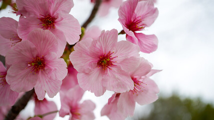 桜の花のマクロ
