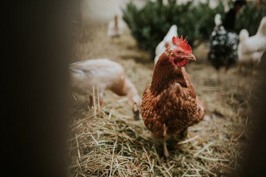 chicken on the farm