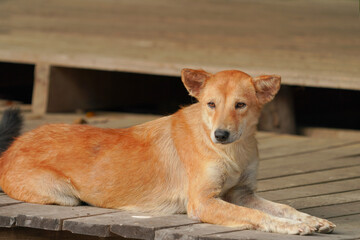 Thai brown dog looking homeless.  