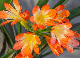 indoor flower valotta bright orange close-up, potted plants for sunny windowsills, bulbous flowers for greetings and postcards