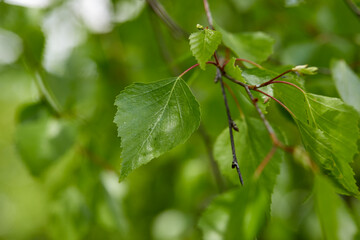 spring garden with different trees