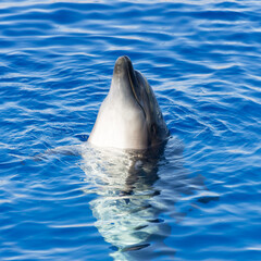 dolphin in a dolphinarium