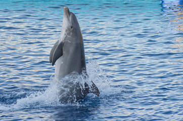 dolphin playing at the dolphinarium