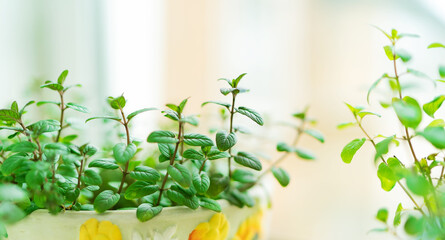 Fresh Mint Herb in Pot at window. kitchen Interior. cooking ingredient. summer Plant for coktails. home.