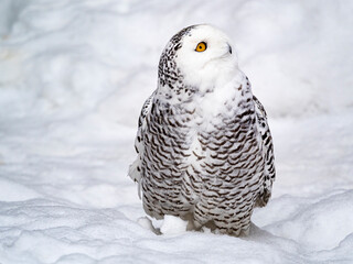Nyctea scandiaca. Full-length photo of arctic owl.