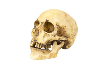 A model of a human skull on a white background, isolated. Head bone, eye sockets, teeth-a concept...