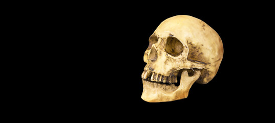 A model of a human skull on a black background, isolated. Head bone, eye sockets, teeth-a concept...