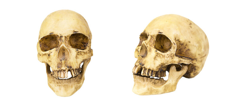 A model of a human skull on a white background, isolated. Head bone, eye sockets, teeth-a concept for science, medicine, Halloween.
