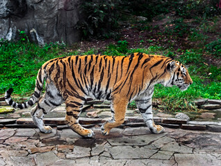 Siberian tiger male running in the enclosure. Latin name - Panthera tigris altaica