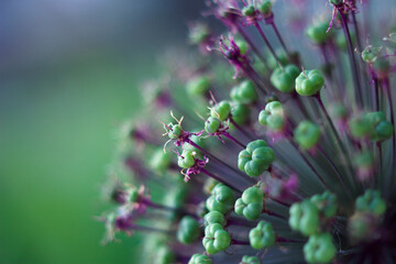 Decorative allium green boxes. Garden close up. Fantastic flowers in summer garden. Textured nature background. Copy space for text. 