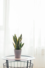 Still life image of a plant on a table against white curtains. 