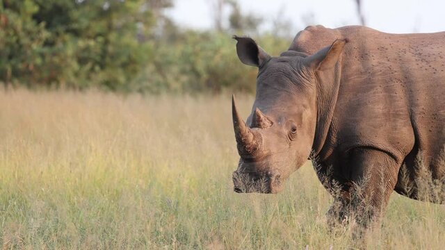 Close up of a white rhino in golden light