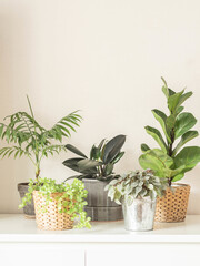 Various indoor plants in pots on white background