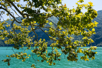  maple leaves in the background light against the turquoise water of Lake Lugano in Switzerland