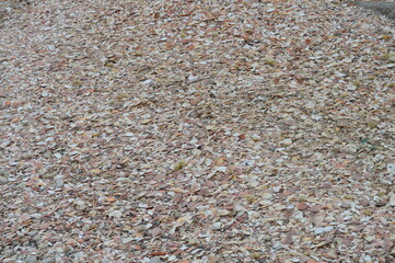 Coquilles Saint Jacques