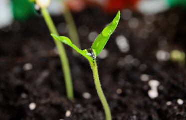Macro closeup of isolated sprouting wet young green chili plant with water drops on brown growing soil