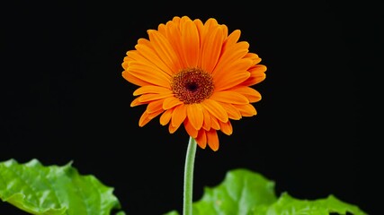 Timelapse of blooming Orange Flower. Beautiful opening up. Timelapse of growing blossom big flower